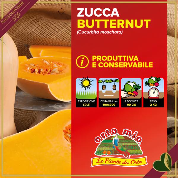 Zucca Butternut “Avalon F1”, 4 piante in vaschetta
