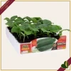 Cetriolo classico “Crocodile F1”, 4 piante in vaschetta