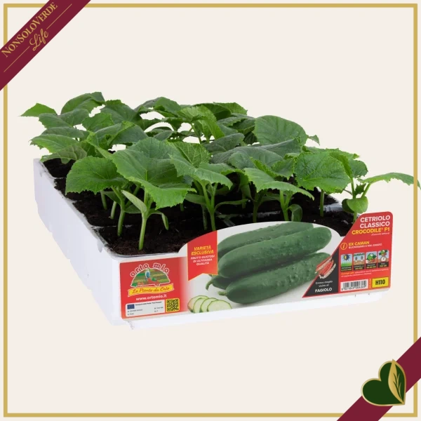 Cetriolo classico “Crocodile F1”, 4 piante in vaschetta