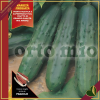 Cetriolo classico “Crocodile F1”, 4 piante in vaschetta