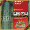 Cetriolo classico “Crocodile F1”, 4 piante in vaschetta
