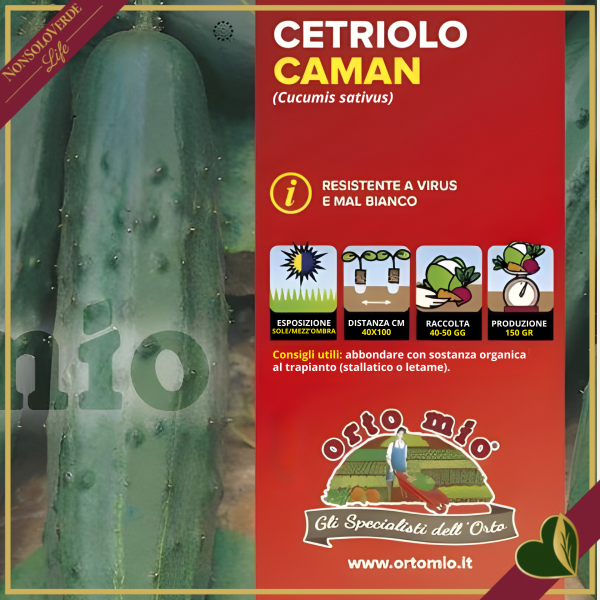 Cetriolo classico “Crocodile F1”, 4 piante in vaschetta