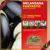 Melanzana ovale nera “Fantastic F1”, 6 piante in vaschetta