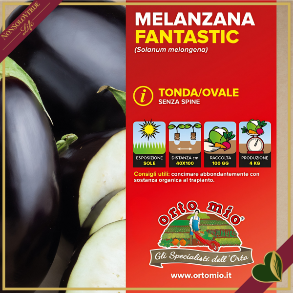 Melanzana ovale nera “Fantastic F1”, 6 piante in vaschetta