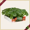 Zucca “Delica F1”, 4 piante in vaschetta