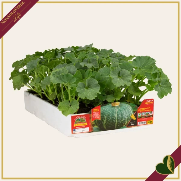 Zucca “Delica F1”, 4 piante in vaschetta