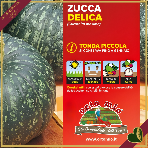 Zucca “Delica F1”, 4 piante in vaschetta
