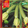 Zucchino Alberello di Sarzana “Levante F1”, 4 piante in vaschetta