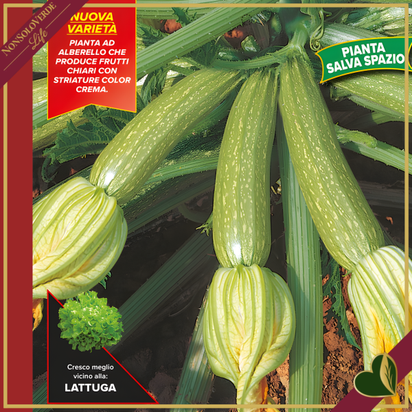 Zucchino Alberello di Sarzana “Levante F1”, 4 piante in vaschetta