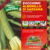 Zucchino Alberello di Sarzana “Levante F1”, 4 piante in vaschetta