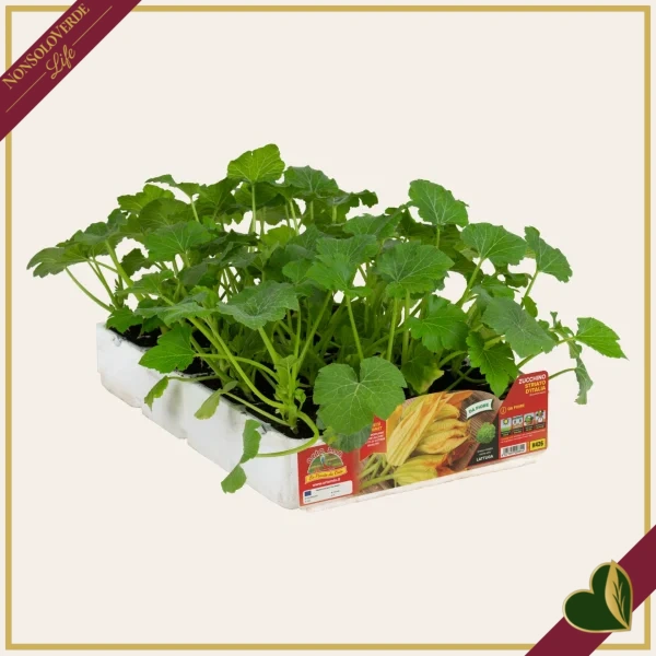 Zucchino da fiore “Striato d’Italia F1”, 4 piante in vaschetta