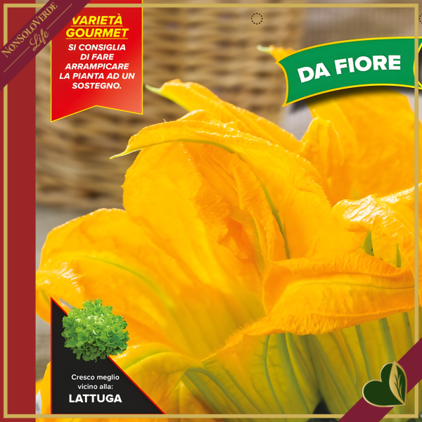 Zucchino da fiore “Striato d’Italia F1”, 4 piante in vaschetta