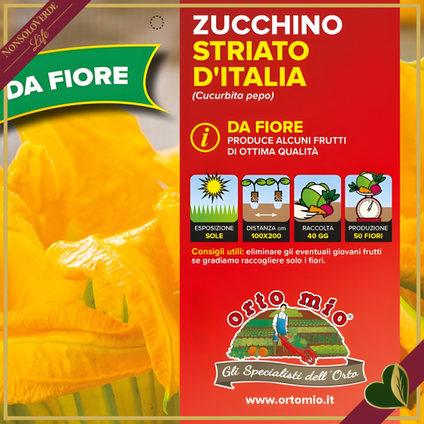 Zucchino da fiore “Striato d’Italia F1”, 4 piante in vaschetta