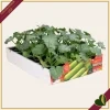 Zucchino chiaro genovese “Cigno F1”, 4 piante in vaschetta