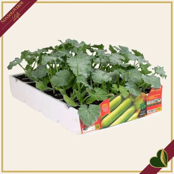 Zucchino chiaro genovese “Cigno F1”, 4 piante in vaschetta