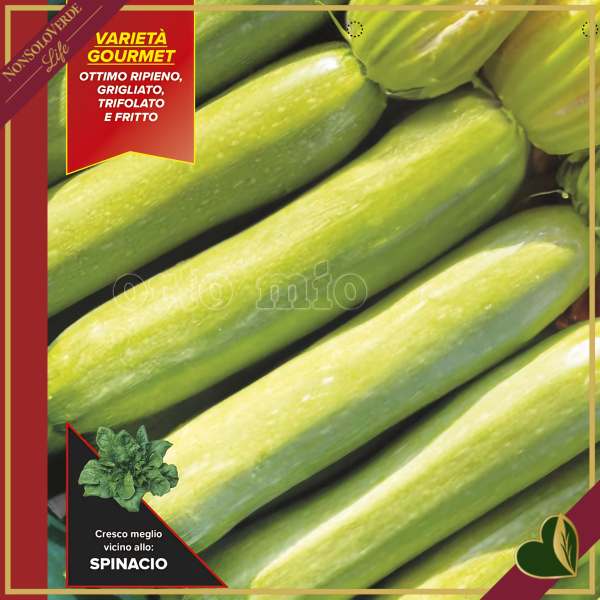 Zucchino chiaro genovese “Cigno F1”, 4 piante in vaschetta