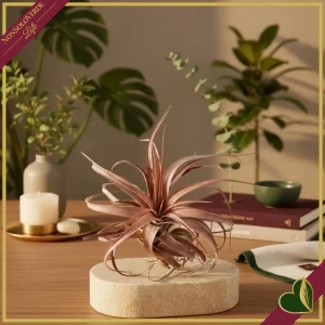 Tillandsia “Eric Knobloch”, pianta aerea, diametro 8–12 cm circa