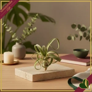 Tillandsia Curly Slim, pianta aerea, diametro 15 cm circa