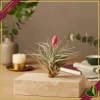 Tillandsia “Cotton Candy”, pianta aerea, altezza 10 cm circa