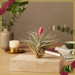 8717746647742-0 Tillandsia “Cotton Candy”, pianta aerea, altezza 10 cm circa