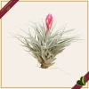 Tillandsia “Cotton Candy”, pianta aerea, altezza 10 cm circa