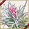 Tillandsia “Cotton Candy”, pianta aerea, altezza 10 cm circa