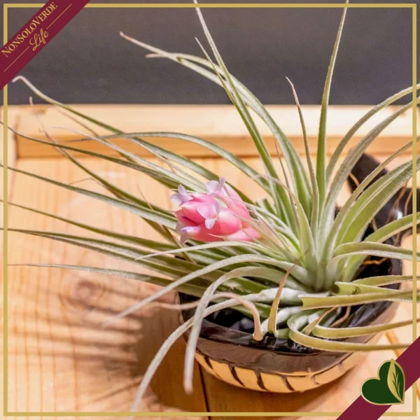 Tillandsia “Cotton Candy”, pianta aerea, altezza 10 cm circa