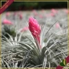 Tillandsia “Cotton Candy”, pianta aerea, altezza 10 cm circa