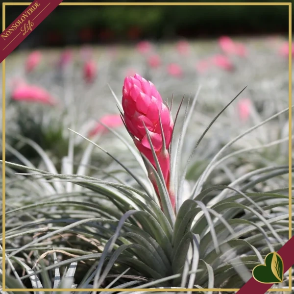 Tillandsia “Cotton Candy”, pianta aerea, altezza 10 cm circa