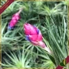 Tillandsia “Cotton Candy”, pianta aerea, altezza 10 cm circa