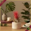 Tillandsia ionantha “Red” Large, pianta d’aria, altezza circa 6–8 cm, diametro circa 5–8 cm