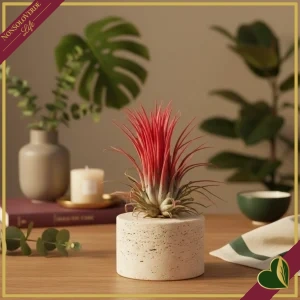 8720703103373-0 Tillandsia ionantha “Red” Large, pianta d’aria, altezza circa 6–8 cm, diametro circa 5–8 cm
