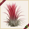 Tillandsia ionantha “Red” Large, pianta d’aria, altezza circa 6–8 cm, diametro circa 5–8 cm