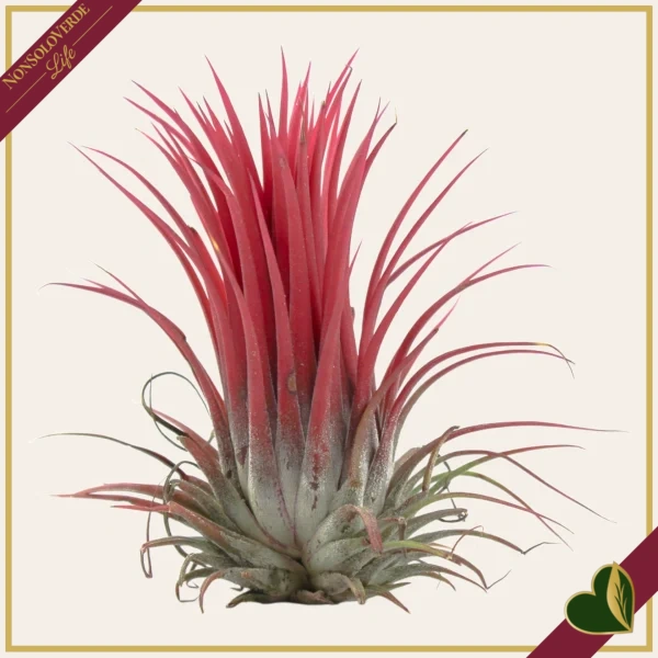 Tillandsia ionantha “Red” Large, pianta d’aria, altezza circa 6–8 cm, diametro circa 5–8 cm