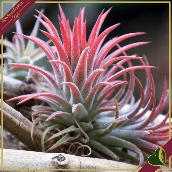 Tillandsia ionantha “Red” Large, pianta d’aria, altezza circa 6–8 cm, diametro circa 5–8 cm