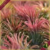 Tillandsia ionantha “Red” Large, pianta d’aria, altezza circa 6–8 cm, diametro circa 5–8 cm