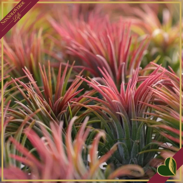 Tillandsia ionantha “Red” Large, pianta d’aria, altezza circa 6–8 cm, diametro circa 5–8 cm