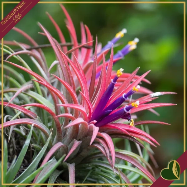 Tillandsia ionantha “Red” Large, pianta d’aria, altezza circa 6–8 cm, diametro circa 5–8 cm