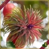 Tillandsia ionantha “Red” Large, pianta d’aria, altezza circa 6–8 cm, diametro circa 5–8 cm