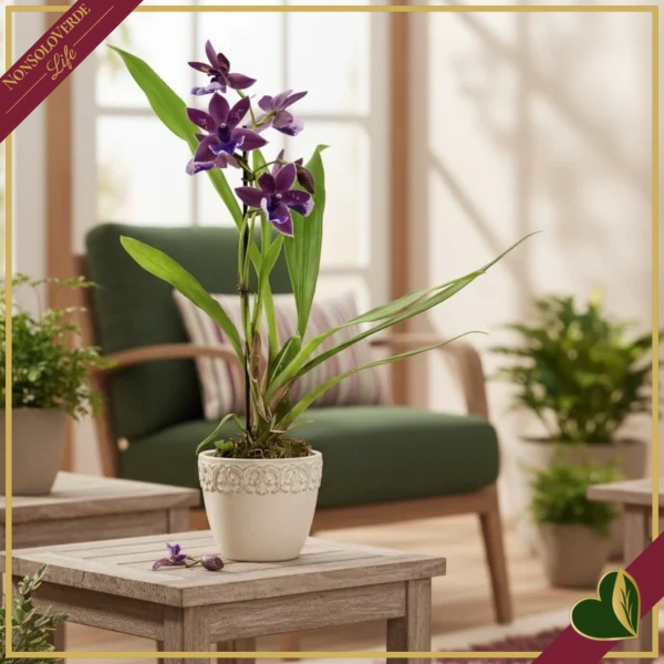Zygopetalum “Impasto Blue”, orchidea profumata, vaso 9 cm, alta circa 30–40 cm