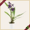 Zygopetalum “Impasto Blue”, orchidea profumata, vaso 9 cm, alta circa 30–40 cm