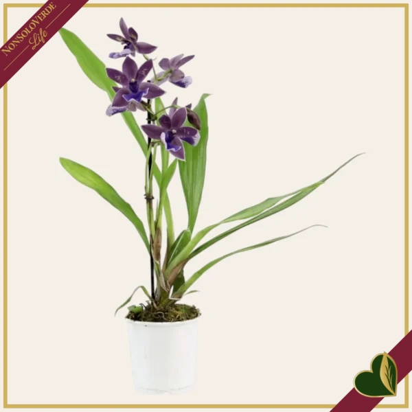 Zygopetalum “Impasto Blue”, orchidea profumata, vaso 9 cm, alta circa 30–40 cm