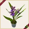 Zygopetalum “Impasto Blue”, orchidea profumata, vaso 9 cm, alta circa 30–40 cm