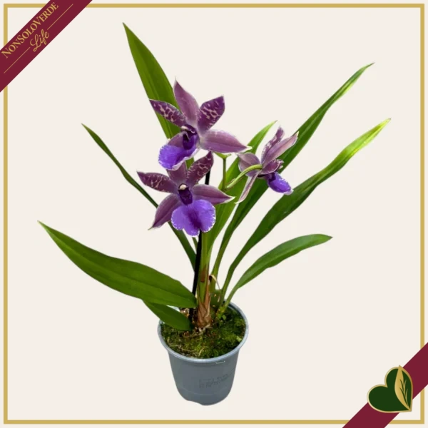 Zygopetalum “Impasto Blue”, orchidea profumata, vaso 9 cm, alta circa 30–40 cm