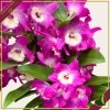 Orchidea Dendrobium nobile "Bouquet Purple Rain", vaso 12 cm, alta circa 30-40 cm