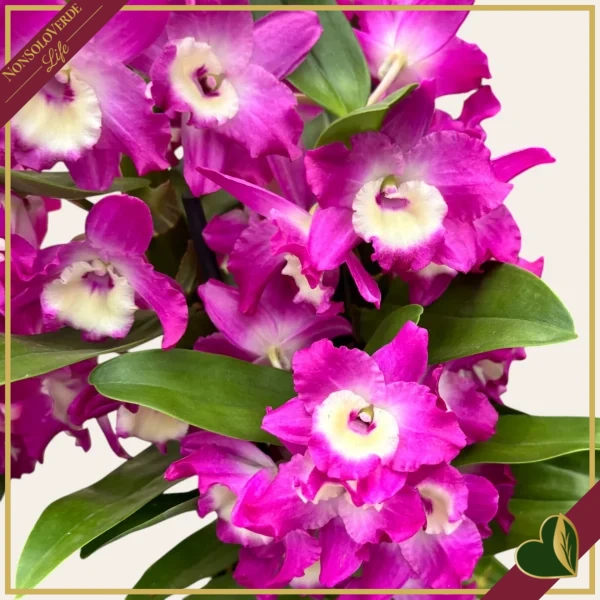 Orchidea Dendrobium nobile "Bouquet Purple Rain", vaso 12 cm, alta circa 30-40 cm