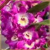Orchidea Dendrobium nobile "Bouquet Purple Rain", vaso 12 cm, alta circa 30-40 cm