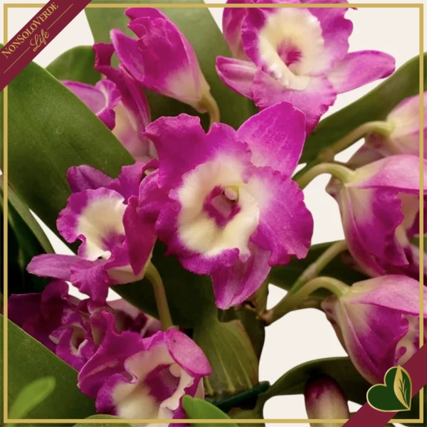 Orchidea Dendrobium nobile "Bouquet Purple Rain", vaso 12 cm, alta circa 30-40 cm