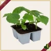 Cetriolo classico “Crocodile F1”, 4 piante in vaschetta
