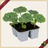 Zucca Butternut “Avalon F1”, 4 piante in vaschetta